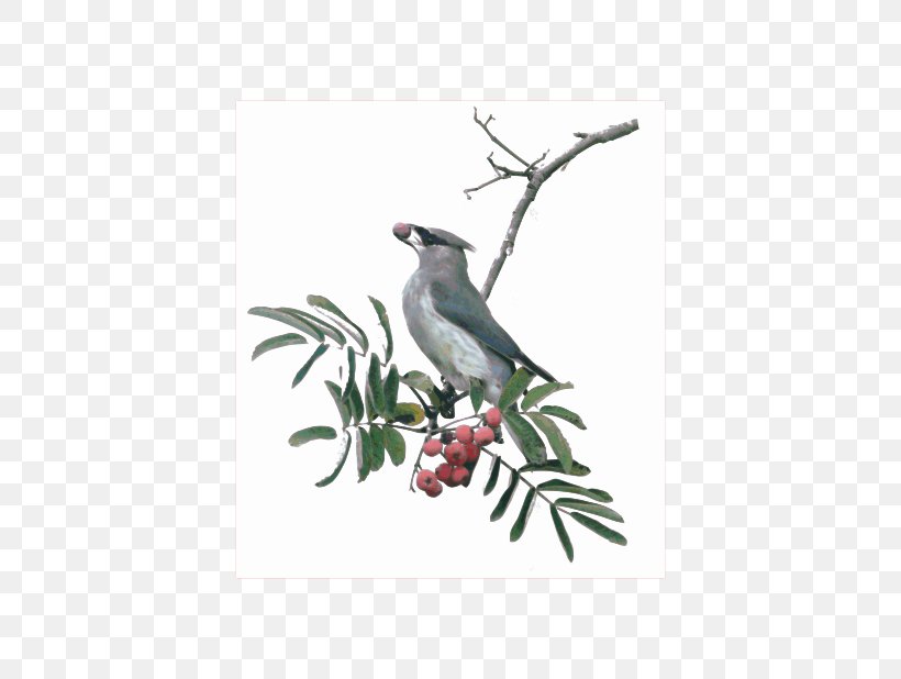 Bird Tree Beak Twig Feather, PNG, 800x618px, Bird, Beak, Branch, Branching, Fauna Download Free