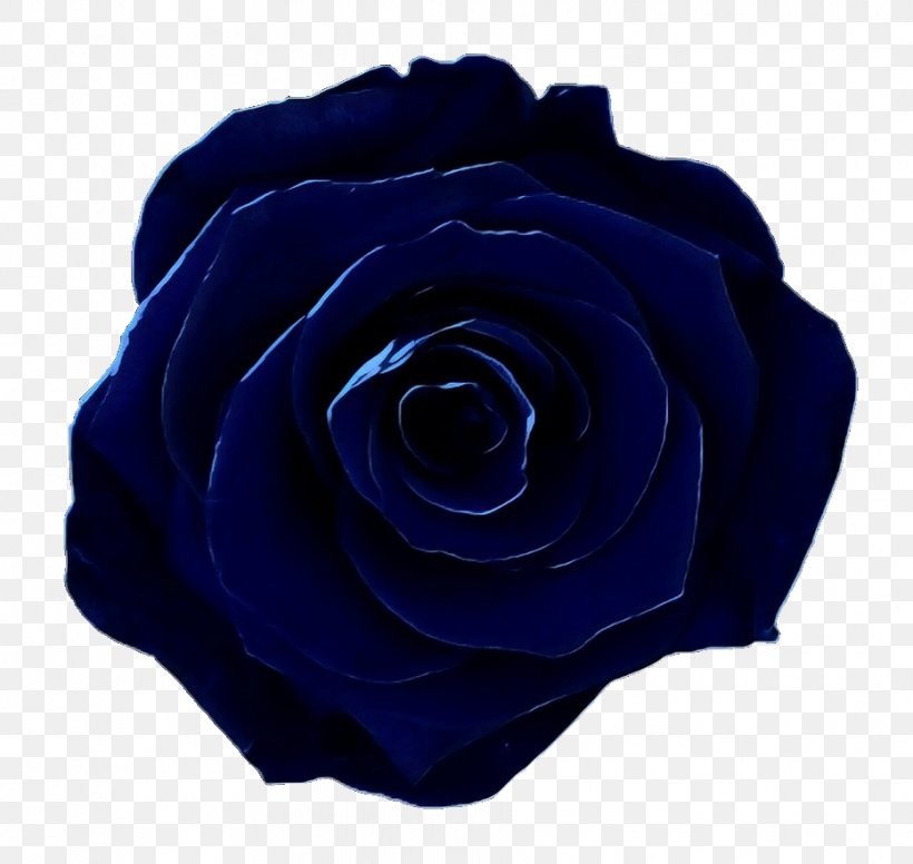 Garden Roses Blue Rose Floribunda, PNG, 932x882px, Garden Roses, Annual Plant, Blue, Blue Rose, China Rose Download Free