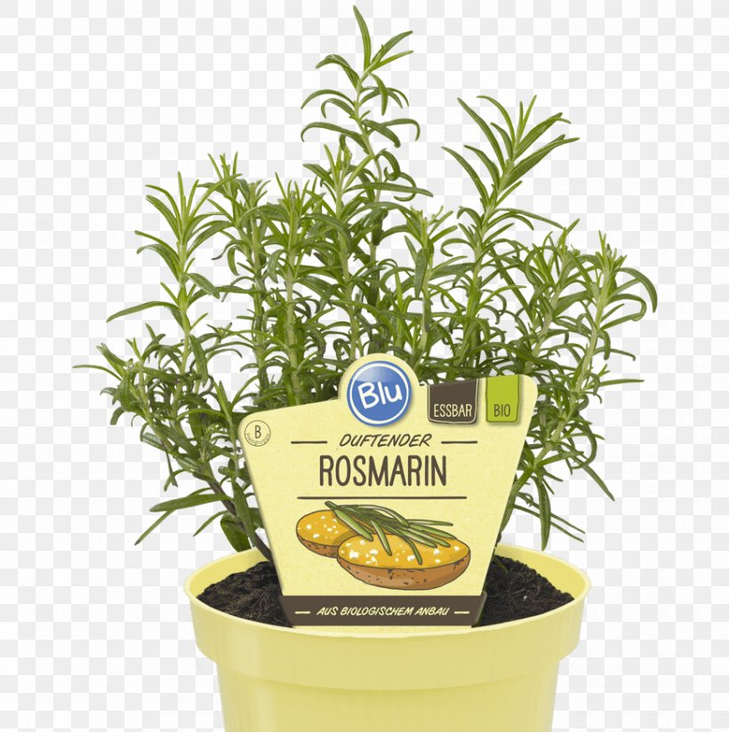 Herb Rosemary Curry Plant Organic Food Basil, PNG, 870x875px, Herb, Basil, Bedding, Calabash, Curry Plant Download Free