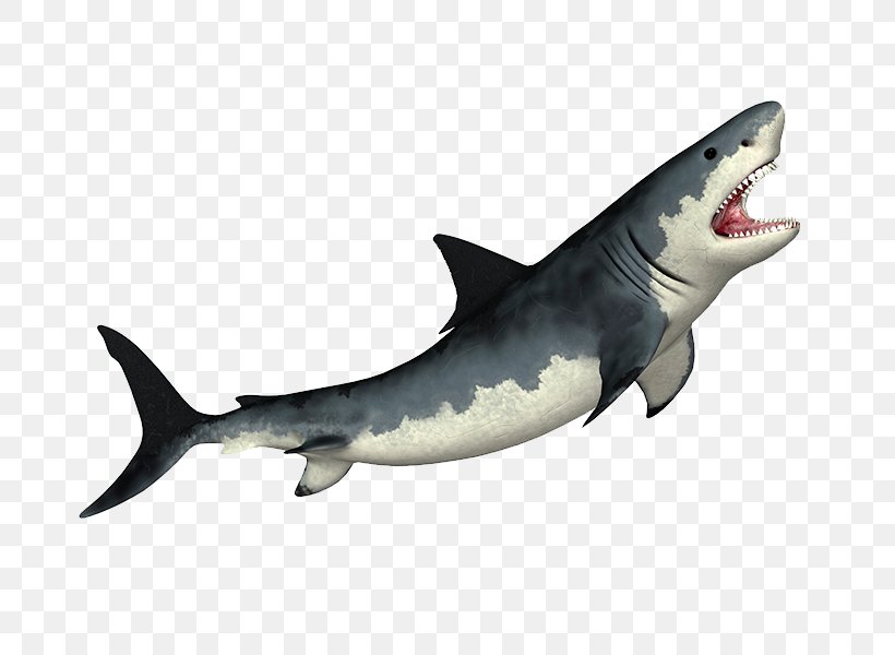 Tiger Shark Megalodon Shark Fin Soup Great White Shark, PNG, 800x600px, Tiger Shark, Carcharodon, Cartilaginous Fish, Fauna, Fish Download Free