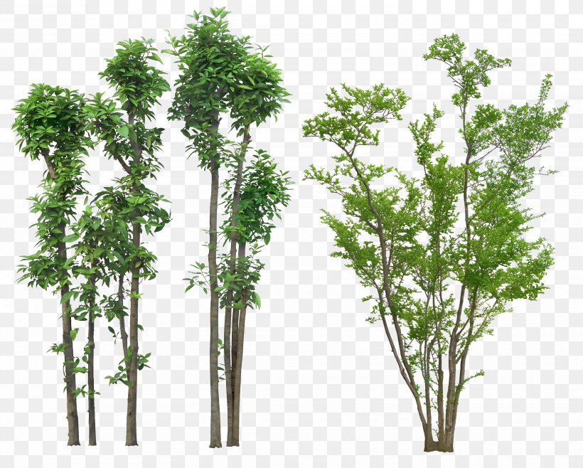 Tree Plant Drawing Architecture, PNG, 3300x2650px, Tree, Architecture, Branch, Drawing, Garden Download Free