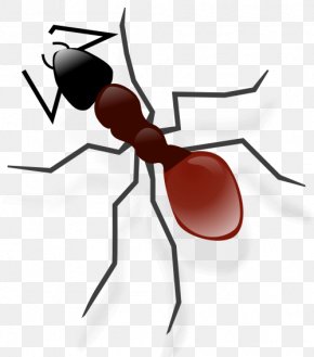 Ant Vector Graphics Clip Art Image Insect, PNG, 800x424px, Ant ...