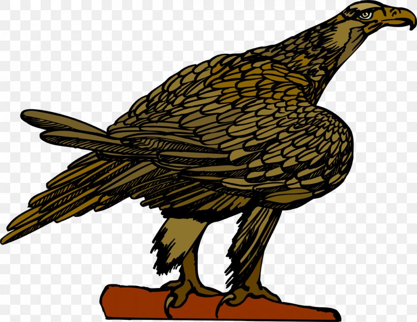 Eagle Vulture Hawk Beak Feather, PNG, 1200x928px, Eagle, Beak, Bird, Bird Of Prey, Fauna Download Free