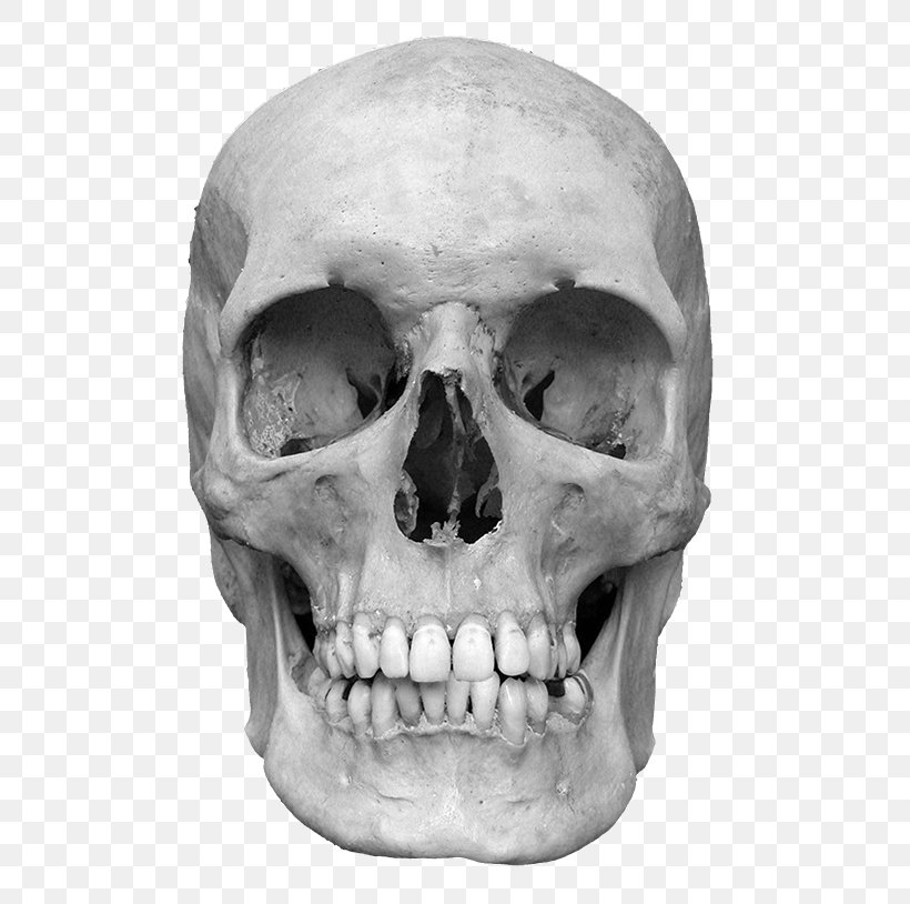 Flores Man Neanderthal Hominini Anatomically Modern Human, PNG, 580x814px, Flores Man, Anatomically Modern Human, Black And White, Bone, Discovery Download Free