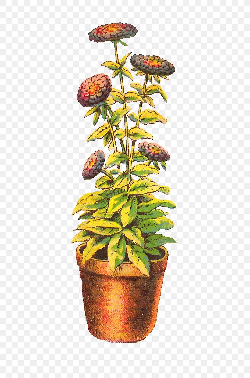 Houseplant Chrysanthemum Drawing, PNG, 688x1238px, Plant, Botanical Illustration, Botany, Chrysanthemum, Drawing Download Free