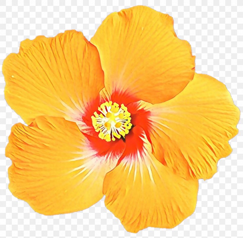 Orange, PNG, 902x886px, Cartoon, Flower, Flowering Plant, Hawaiian Hibiscus, Hibiscus Download Free