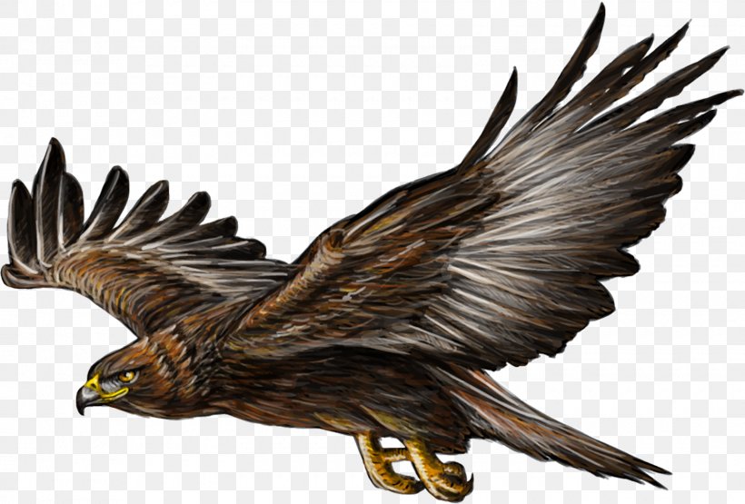 Bald Eagle Golden Eagle Drawing, PNG, 1600x1084px, Bald Eagle, Accipitriformes, Art, Beak, Bird Download Free