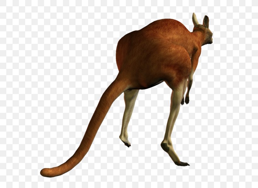 Kangaroo Dog Deer Macropodidae Koala, PNG, 800x600px, Kangaroo, Animal, Animal Figure, Antelope, Camel Download Free