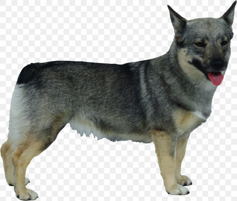 Kunming Wolfdog Norwegian Elkhound Czechoslovakian Wolfdog Swedish Shepherd Rare Breed (dog), PNG, 2291x1942px, Kunming Wolfdog, Breed, Breed Group Dog, Carnivoran, Czechoslovakian Wolfdog Download Free