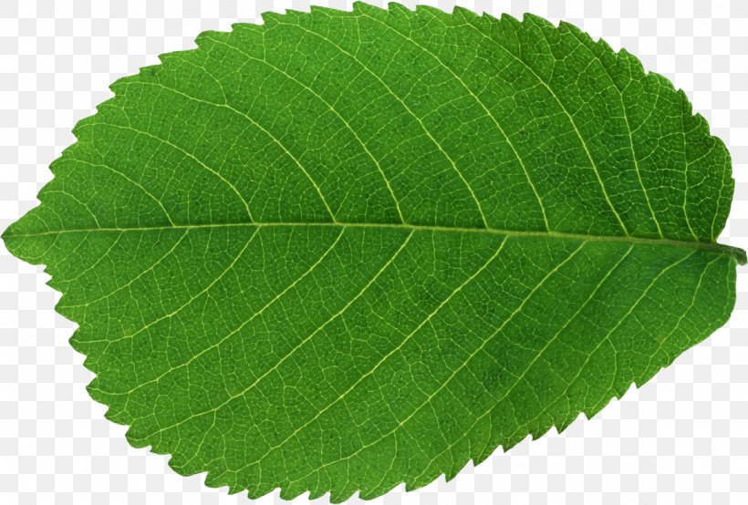 Leaf Green, PNG, 1157x782px, Leaf, Elm, Elm Family, Green, Herb Download Free