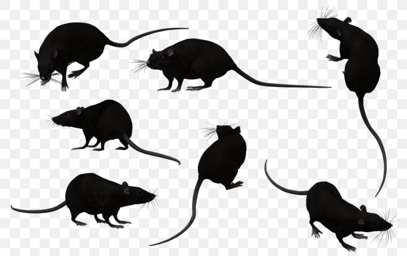 Rat Mouse Pest Control Rodent, PNG, 1024x645px, Rat, Animal, Bangladesh, Black And White, Carnivoran Download Free
