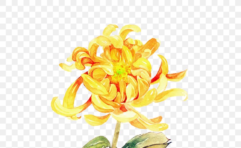 Clip Art Watercolor Painting Image Graphic Design, PNG, 517x503px, Watercolor Painting, Chrysanthemum, Chrysanths, Cut Flowers, Dahlia Download Free