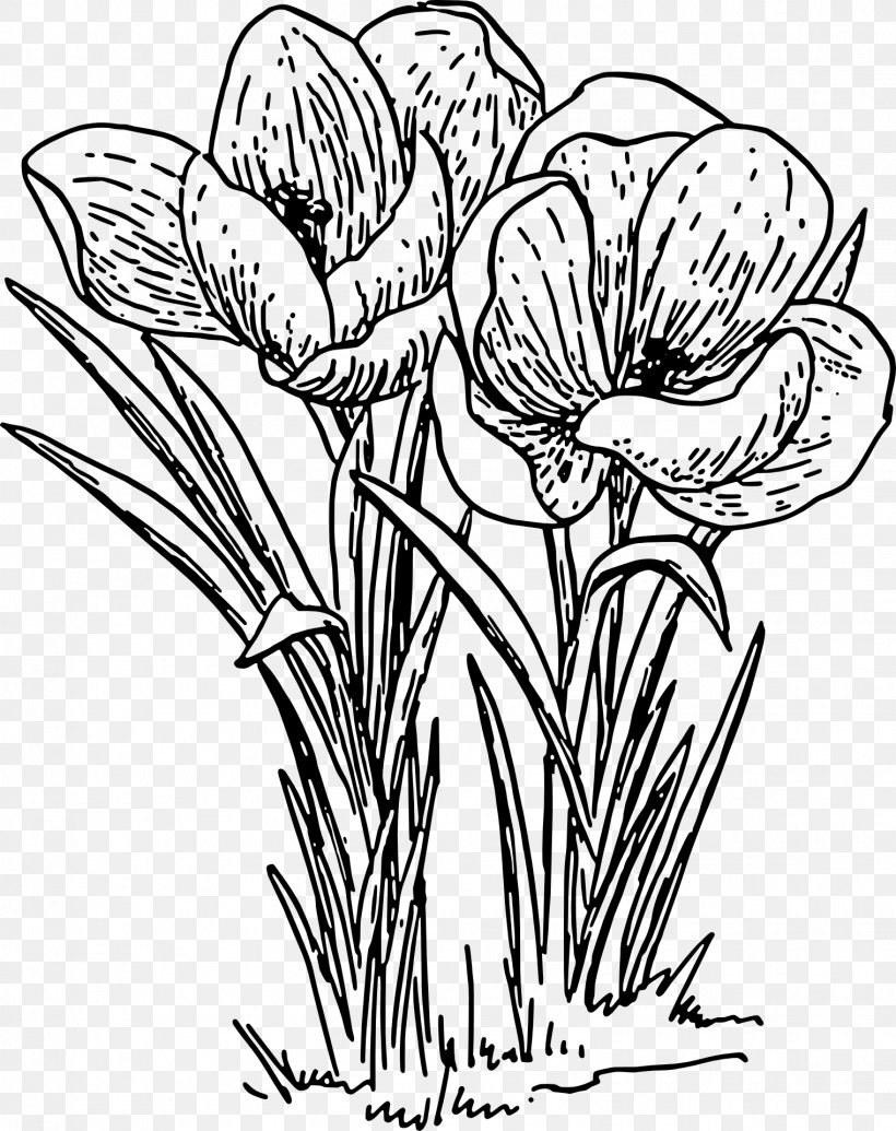 Crocus Line Art Clip Art, PNG, 1521x1920px, Crocus, Artwork, Black And White, Black Rose, Botany Download Free