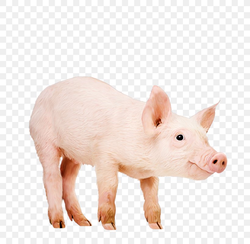 Domestic Pig Piglet Wibbly Pig Likes Bananas Image, PNG, 781x800px, Domestic Pig, Animal, Animal Figure, Fauna, Livestock Download Free