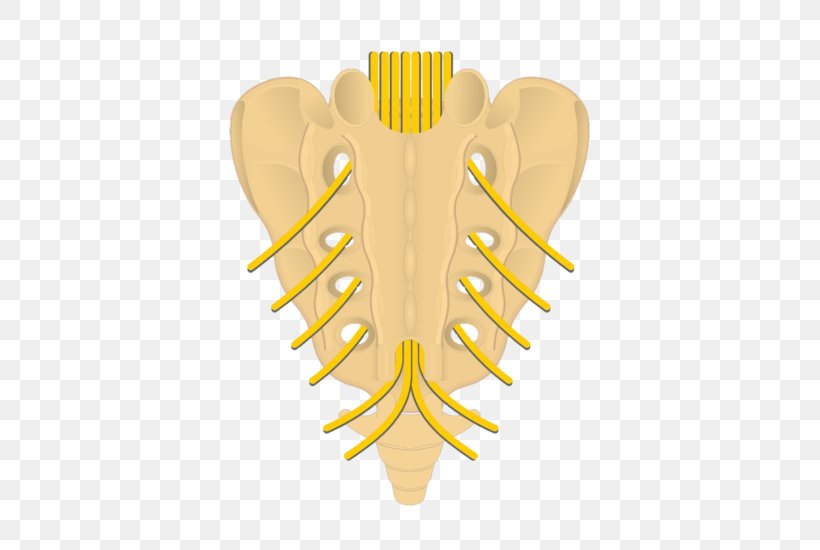 Sacrum Posterior Sacral Foramina Intervertebral Foramen Spinal Nerve Coccyx, PNG, 745x550px, Watercolor, Cartoon, Flower, Frame, Heart Download Free