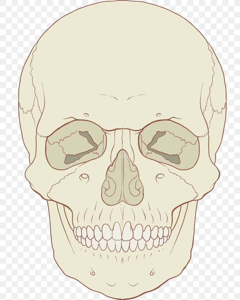 Skull Anatomy Axial Skeleton Human Skeleton Human Body, PNG, 731x1024px, Skull, Anatomy, Atlas, Axial Skeleton, Bone Download Free