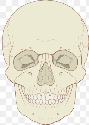 Dog Anatomy Skull Skeleton, PNG, 800x566px, Dog, Anatomy, Animal, Bone ...