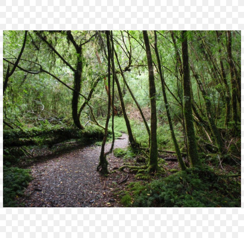 Alerce Andino National Park Los Alerces National Park Puerto Montt Puerto Varas Valdivian Temperate Rain Forest, PNG, 800x800px, Puerto Montt, Andes, Bayou, Biome, Chile Download Free