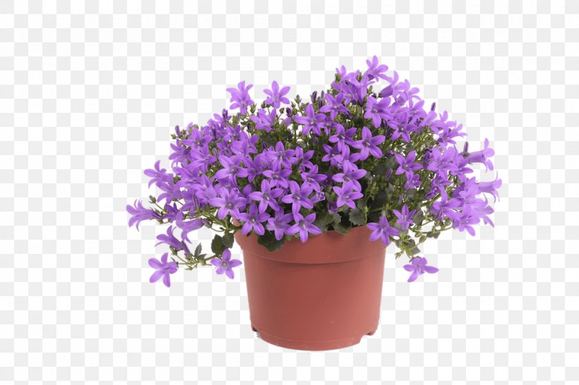 Beekenkamp Plants B.V. English Lavender Flowerpot Ornamental Plant, PNG, 1000x667px, Plant, Beekenkamp Plants Bv, Begonia, Bellflowers, Dahlia Download Free