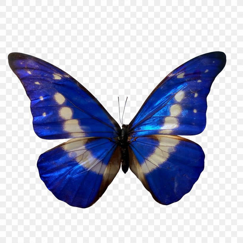 Butterfly Insect Morpho Blue Color, PNG, 3104x3104px, Butterfly, Blue, Brush Footed Butterfly, Butterflies And Moths, Cobalt Blue Download Free