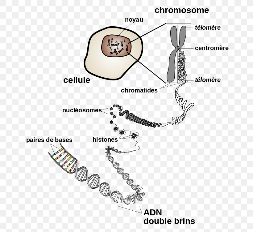 DNA Chromosome Genetics Chromatin, PNG, 700x750px, Watercolor, Cartoon, Flower, Frame, Heart Download Free