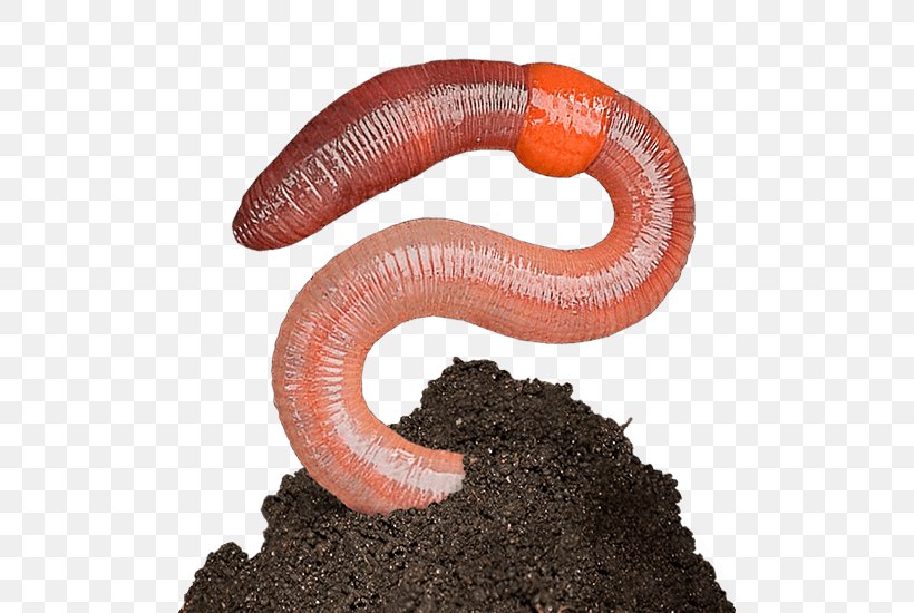 Earthworm Image Clip Art, PNG, 500x550px, Earthworm, Digit, Earthworms, Invertebrate, Organism Download Free