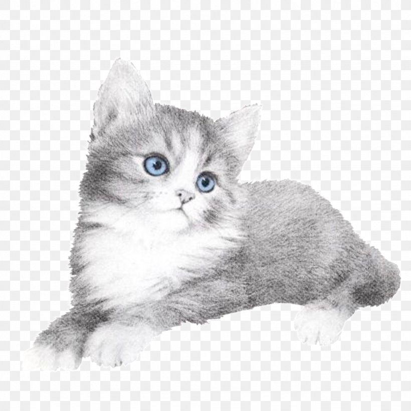 Ragamuffin Cat British Semi-longhair Whiskers American Wirehair Kitten, PNG, 1024x1024px, Ragamuffin Cat, American Shorthair, American Wirehair, Asian, Asian Semi Longhair Download Free