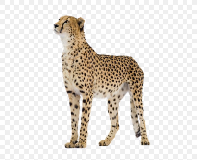 Cheetah Felinae Clip Art, PNG, 600x664px, Cheetah, Acinonyx, Big Cats, Carnivoran, Cat Like Mammal Download Free