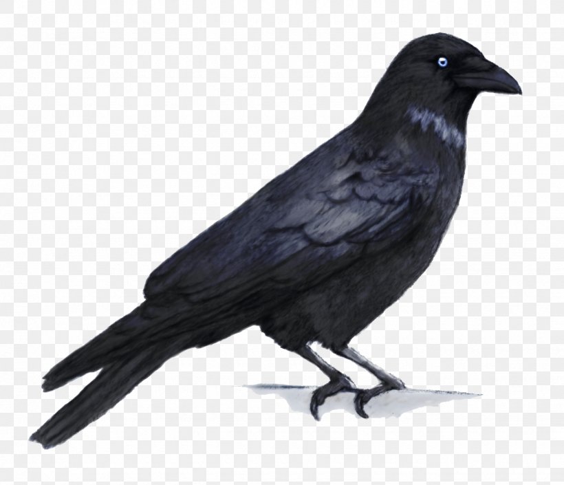 Crows Clip Art, PNG, 1330x1144px, Common Raven, American Crow, Bbcode, Beak, Bird Download Free