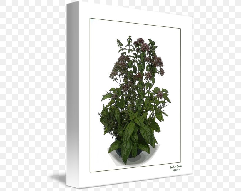 Flowerpot Houseplant Shrub Common Lilac, PNG, 500x650px, Flowerpot, Common Lilac, Flower, Herb, Houseplant Download Free