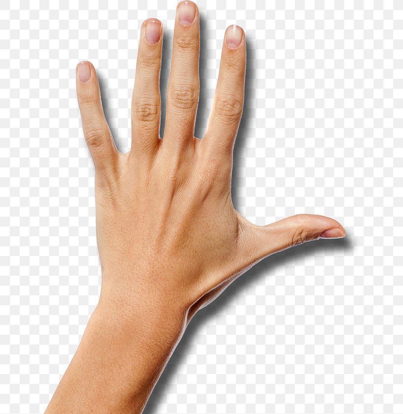 Thumb Hand Wrist Arm Palm, PNG, 646x841px, Thumb, Arm, Battle Creek Bombers, Finger, Gesture Download Free