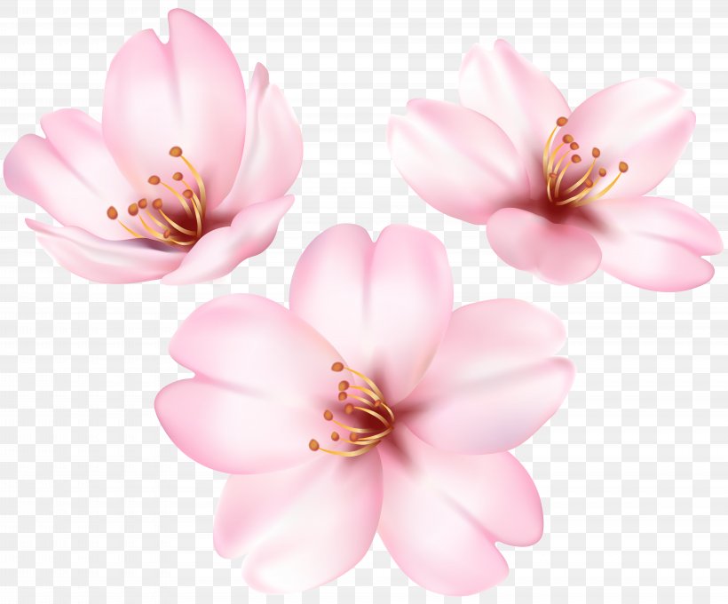Clip Art Flower Cherry Blossom Image, PNG, 8000x6640px, Flower, Blossom, Cherries, Cherry Blossom, Flowering Plant Download Free