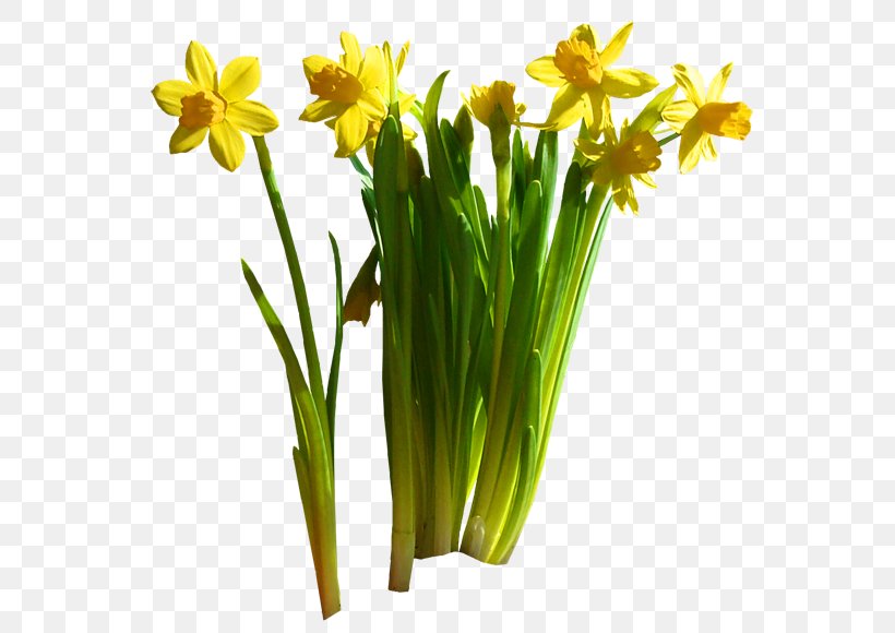 Daffodil Cut Flowers Garden Floristry Flowerpot, PNG, 600x580px, Daffodil, Amaryllis Family, Cut Flowers, Floristry, Flower Download Free