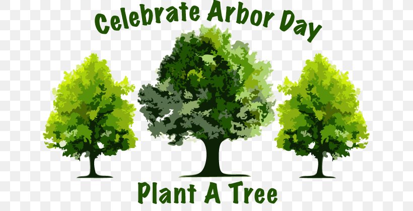 Decatur Nebraska El Cajon Arbor Day Tree, PNG, 649x419px, Decatur, Agriculture, Arbor Day, Arbor Day Foundation, El Cajon Download Free