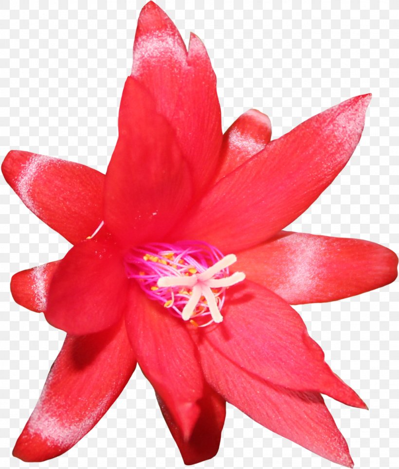 Flower Cactaceae Saguaro Clip Art, PNG, 1024x1204px, Flower, Arid, Cactaceae, Close Up, Epiphyllum Download Free
