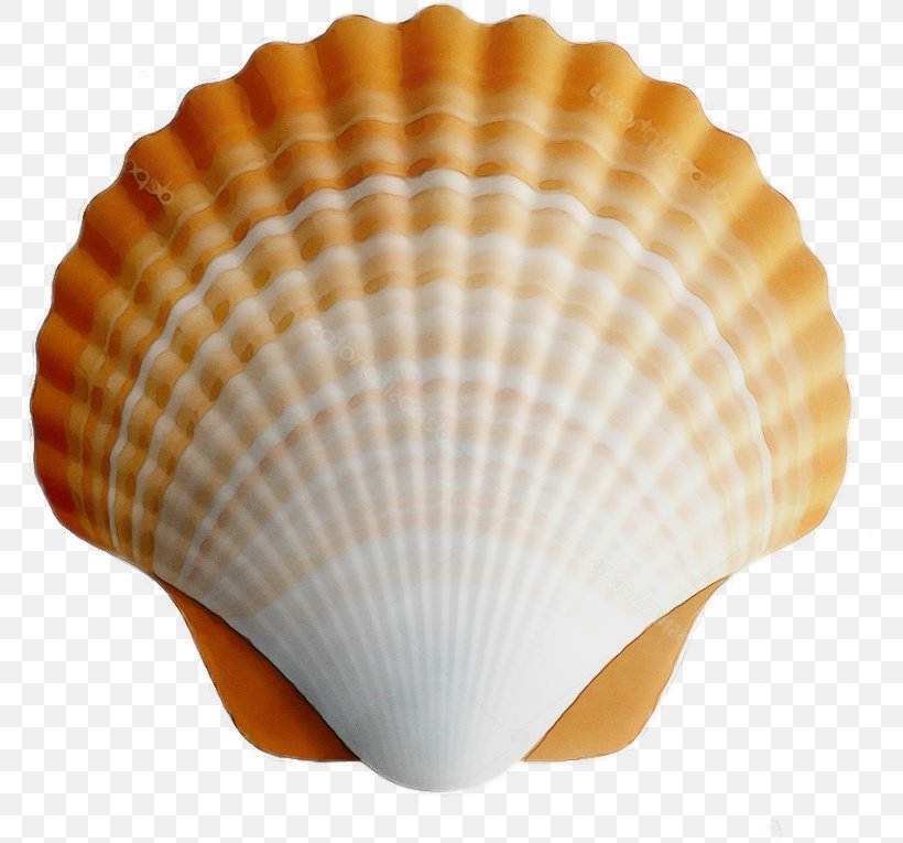 Cockle Shell Bivalve Scallop Clam, PNG, 771x765px, Watercolor, Bivalve, Clam, Cockle, Natural Material Download Free