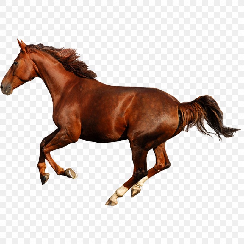 Friesian Horse Arabian Horse Stock Photography Stallion Gallop, PNG, 900x900px, Friesian Horse, Animal, Animal Figure, Arabian Horse, Black Download Free
