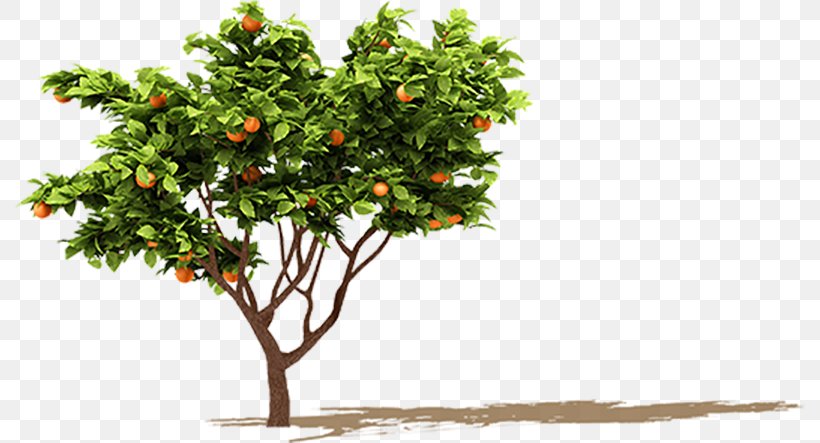 Fruit Tree Orange Branch, PNG, 791x443px, Fruit Tree, Apple, Branch