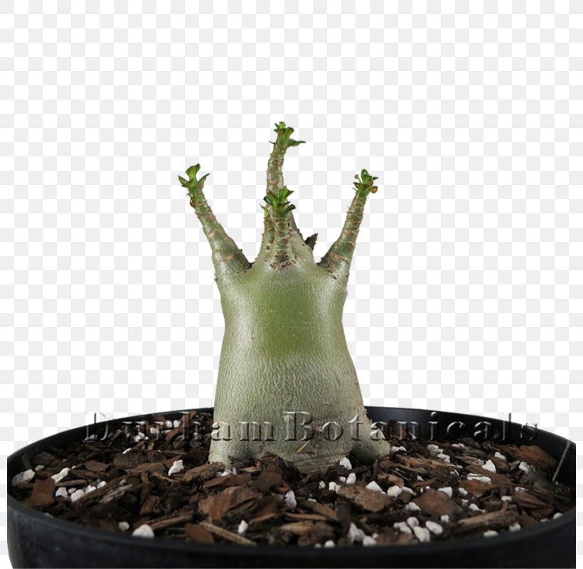 Houseplant Adenium Arabicum Succulent Plant Cactaceae, PNG, 800x800px, Houseplant, Adenium, Adenium Arabicum, Bonsai, Cactaceae Download Free