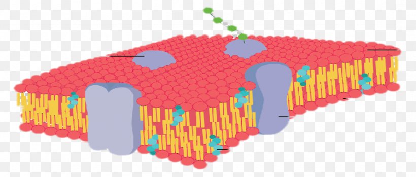 Cell Membrane Biological Membrane Membrane Fluidity, PNG, 1076x459px, Cell Membrane, Active Transport, Biological Membrane, Biology, Cell Download Free