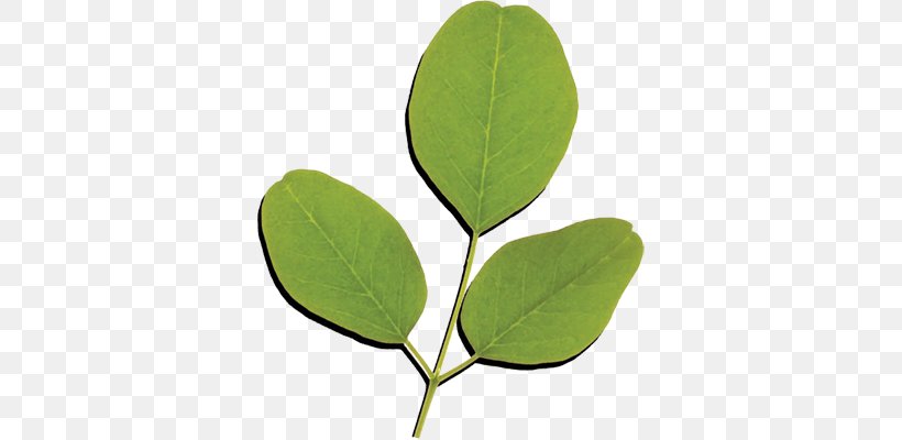 Drumstick Tree Leaf Nutrition Food Vitamin, PNG, 400x400px, Drumstick Tree, Extract, Food, Health, Leaf Download Free