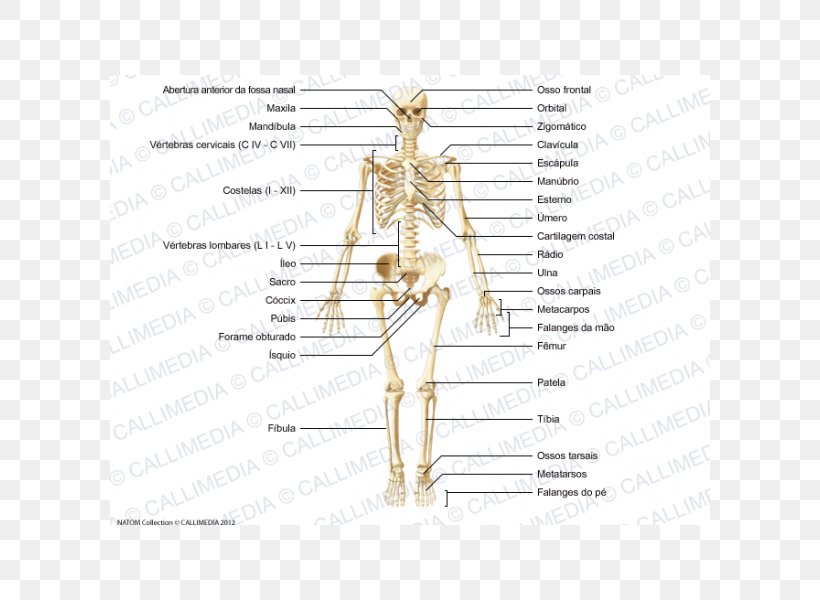 Homo Sapiens Muscle Bone Human Skeleton Human Body, PNG, 600x600px, Watercolor, Cartoon, Flower, Frame, Heart Download Free