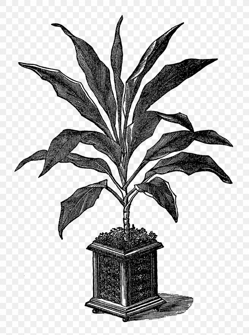 Houseplant Flowerpot Botanical Illustration Botany, PNG, 1186x1600px, Plant, Black And White, Botanical Illustration, Botany, Digital Image Download Free