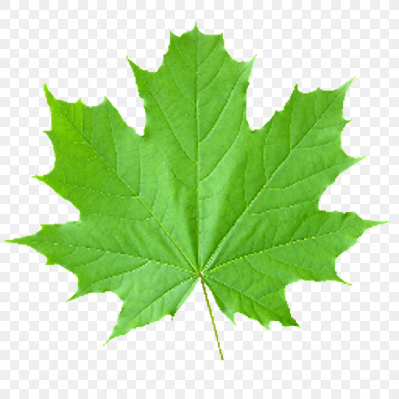 Look At Leaves Maple Leaf Clip Art, PNG, 1024x1024px, Look At Leaves, Display Resolution, Image File Formats, Image Resolution, Leaf Download Free