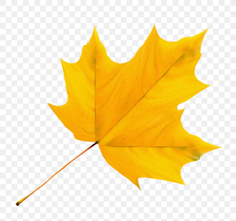 Maple Leaf Stock Photography Yellow, PNG, 1024x960px, Maple Leaf, Grey, Leaf, Maple, Norway Maple Download Free