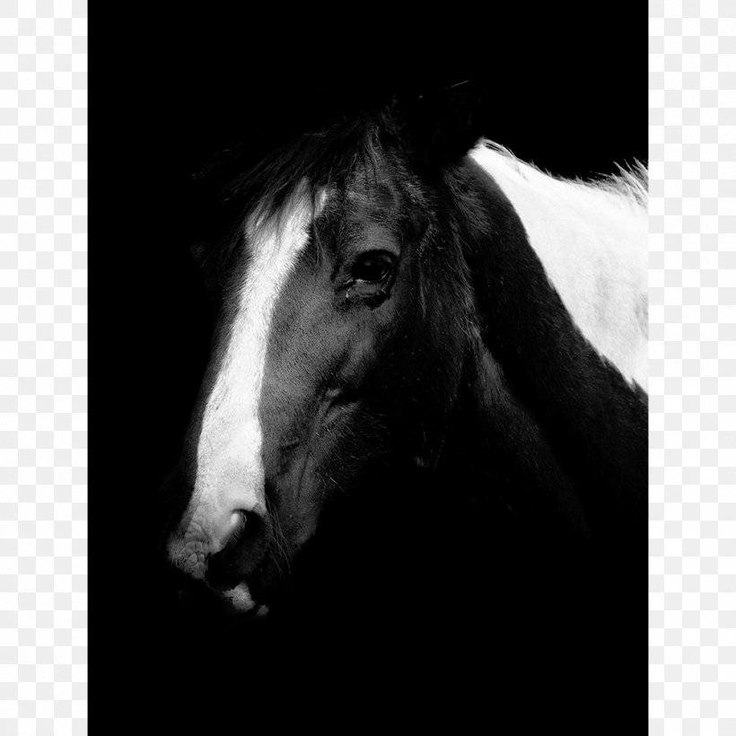 Mustang Stallion Mare Pony Mane, PNG, 1000x1000px, Mustang, Black, Black And White, Bridle, Colt Download Free