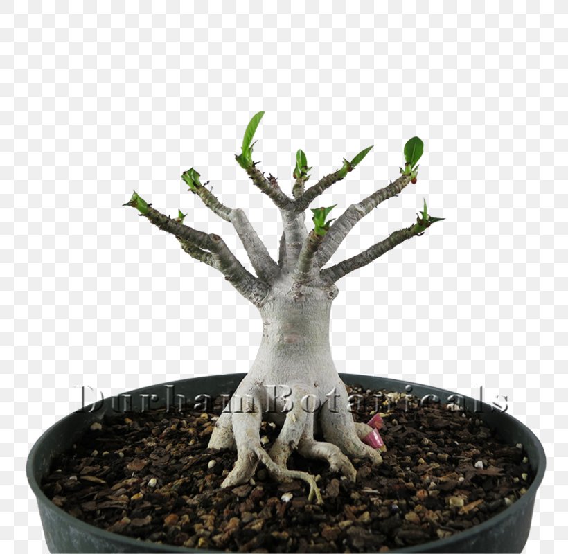 Sageretia Theezans Flowerpot Tree, PNG, 800x800px, Sageretia Theezans, Bonsai, Flowerpot, Houseplant, Plant Download Free