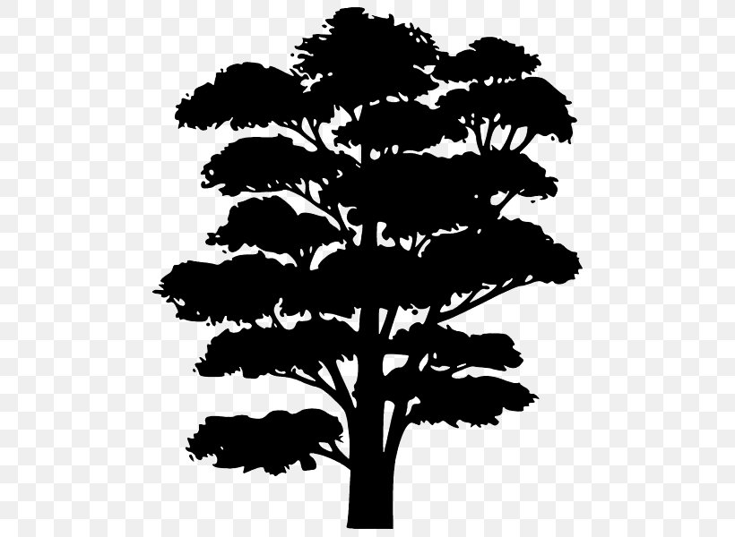 Silhouette Drawing Clip Art, PNG, 600x600px, Silhouette, Black And White, Branch, Conifer, Drawing Download Free