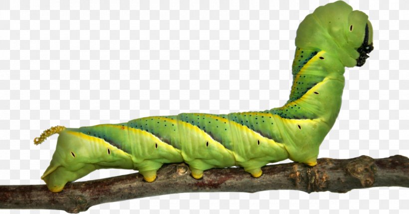 Butterfly Caterpillar Animation, PNG, 1280x670px, Butterfly, Animation, Blog, Caterpillar, Fauna Download Free