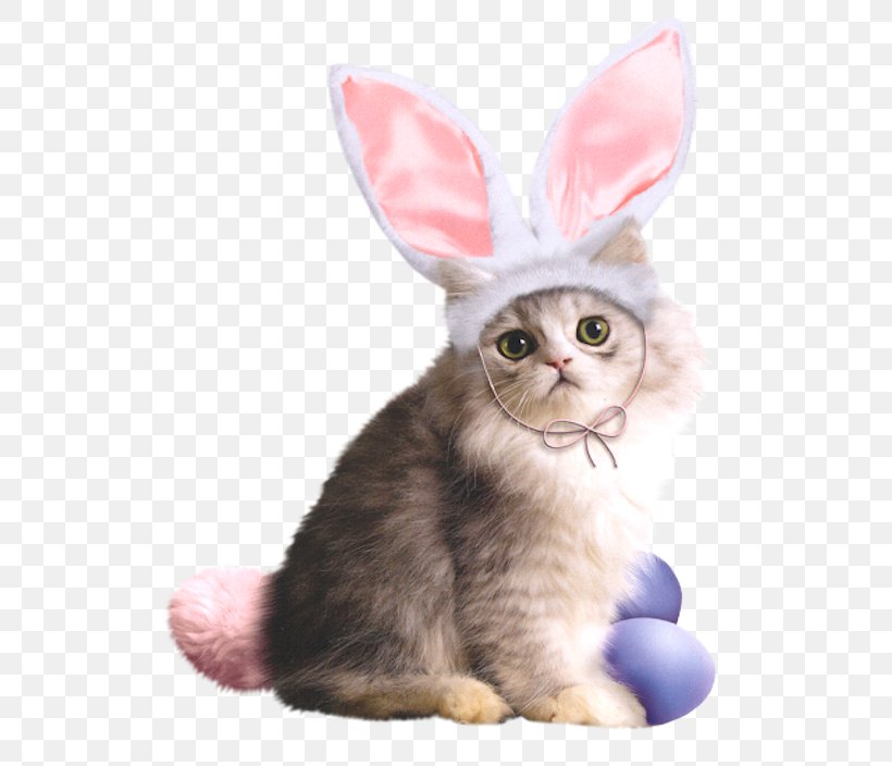 Easter Bunny Rabbit Easter Postcard The Easter Bunnies, PNG, 563x704px, Easter Bunny, Cardstore, Cat, Cat Like Mammal, Domestic Rabbit Download Free